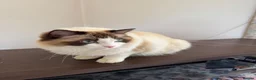 Ragdoll cats for sale: Unfortunate rehoming - Advert 9