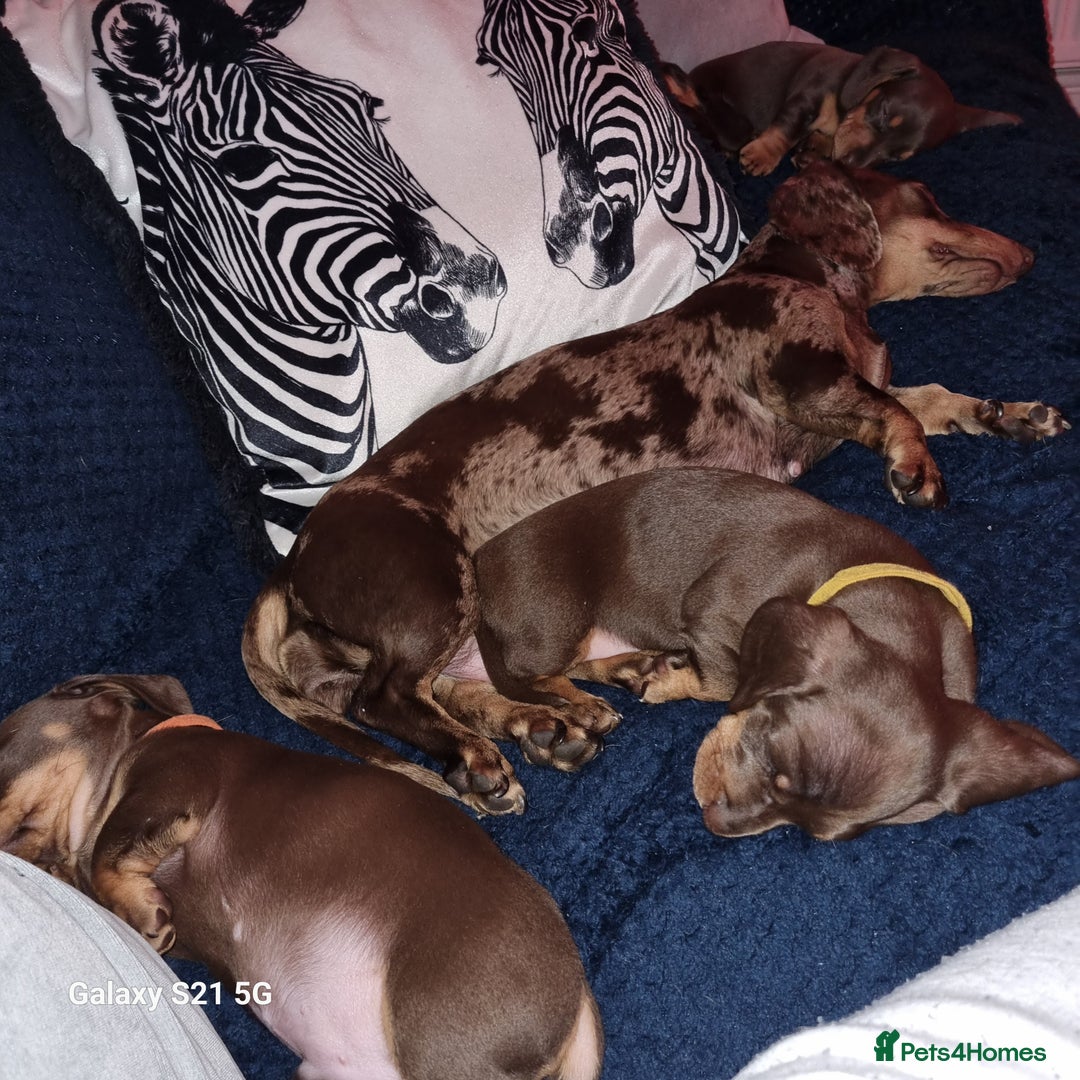 Dachshund dogs for sale: Chocolate and tan miniature dachshunds  - Advert 7