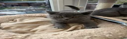 British Shorthair cats for sale: Tortieshell & Cream BSH kittens ready to leave now - Advert 17