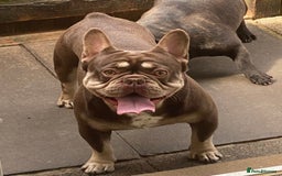 French Bulldog dogs for stud: Rojo & Tan, Health tested - Image 1