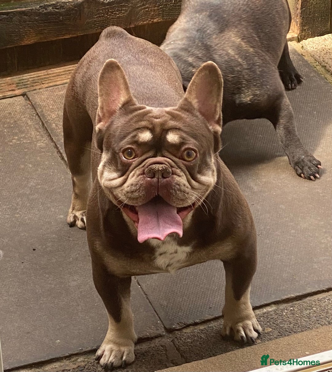 French Bulldog dogs for stud: Rojo & Tan, Health tested - Image 1