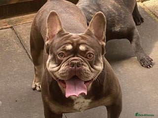 French Bulldog dogs - Advert 1