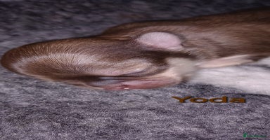 Chihuahua dogs - Advert 3