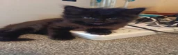 Mixed Breed cats for sale: Cute kittens. - Advert 4