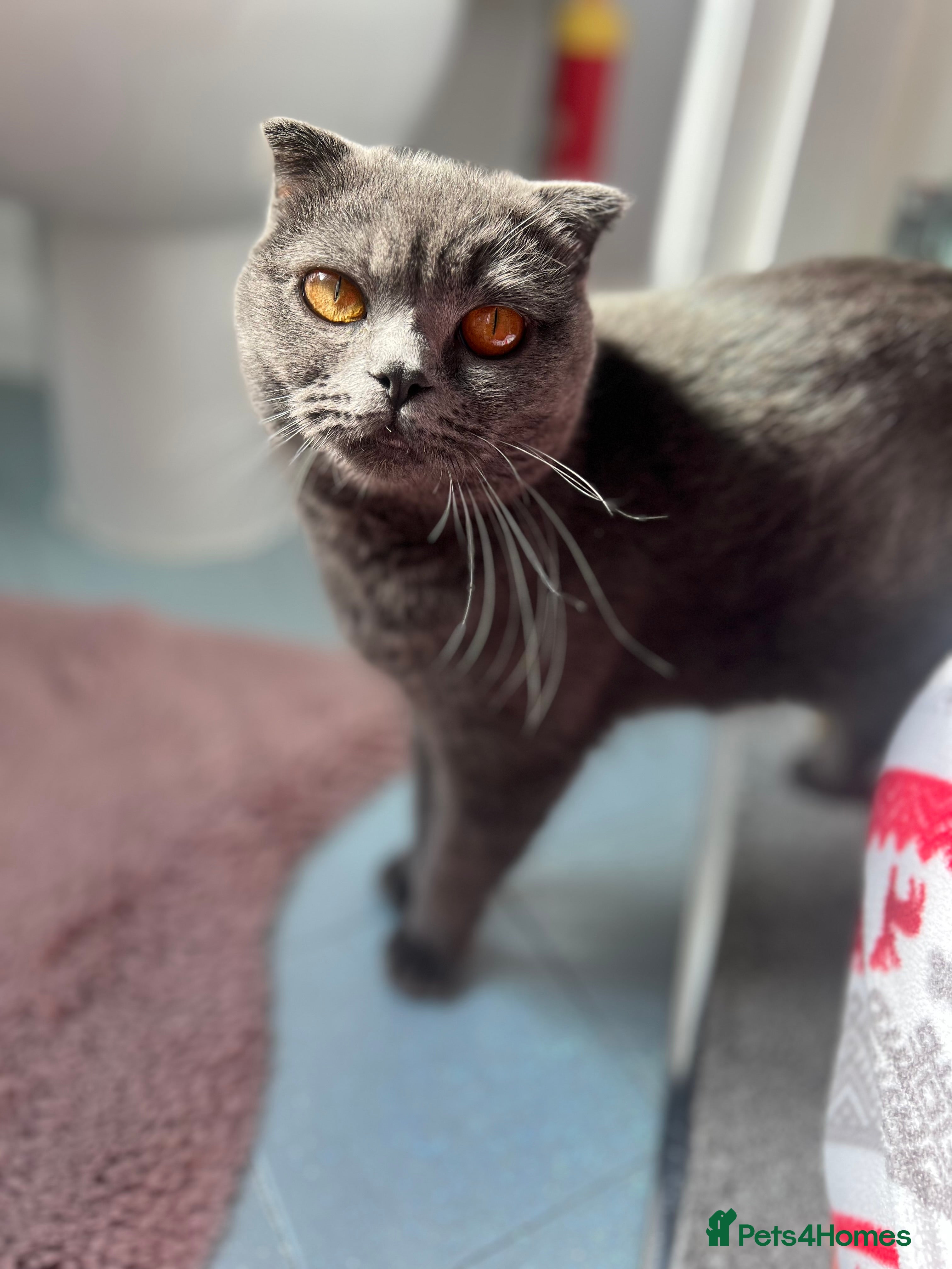 British Shorthair cats Gorgeous British Shorthair Kitten - Advert 6