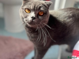 British Shorthair cats Gorgeous British Shorthair Kitten - Advert 2