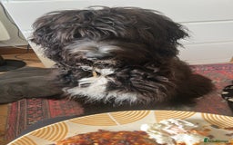 Bernedoodle dogs for sale: Jamie - Image 10