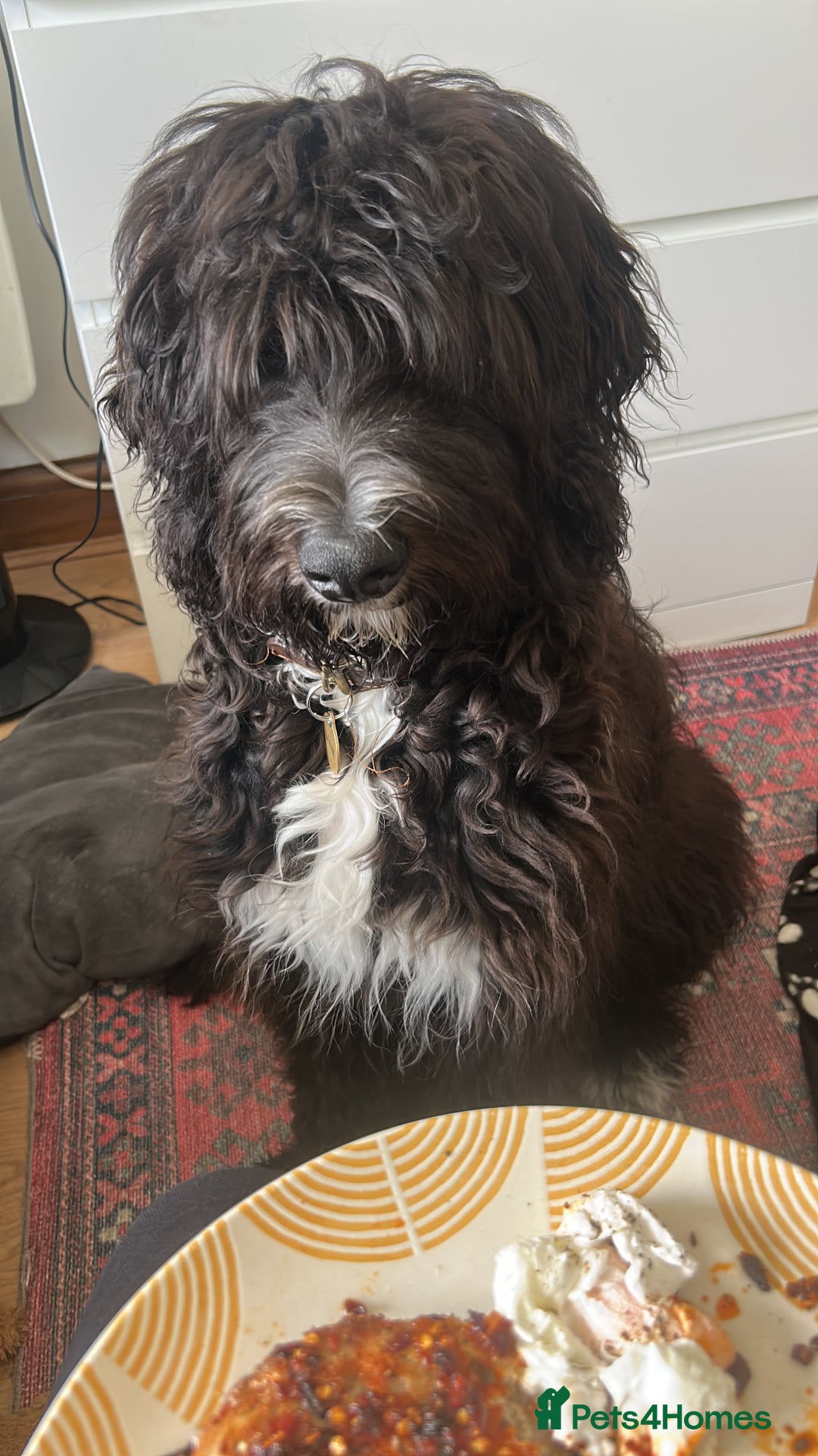 Bernedoodle dogs for sale: Jamie - Image 10