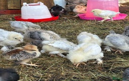 Chickens poultry for sale: Brahma point to lay 16-19 weeks - Image 6