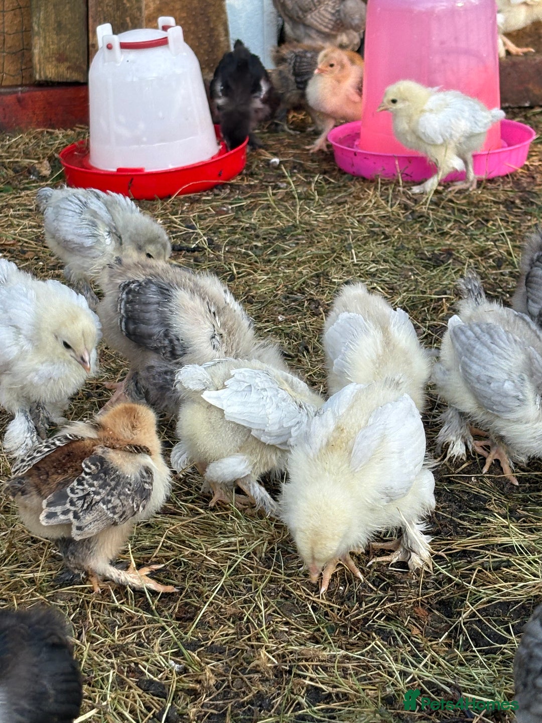 Chickens poultry for sale: Brahma point to lay 16-19 weeks - Image 6