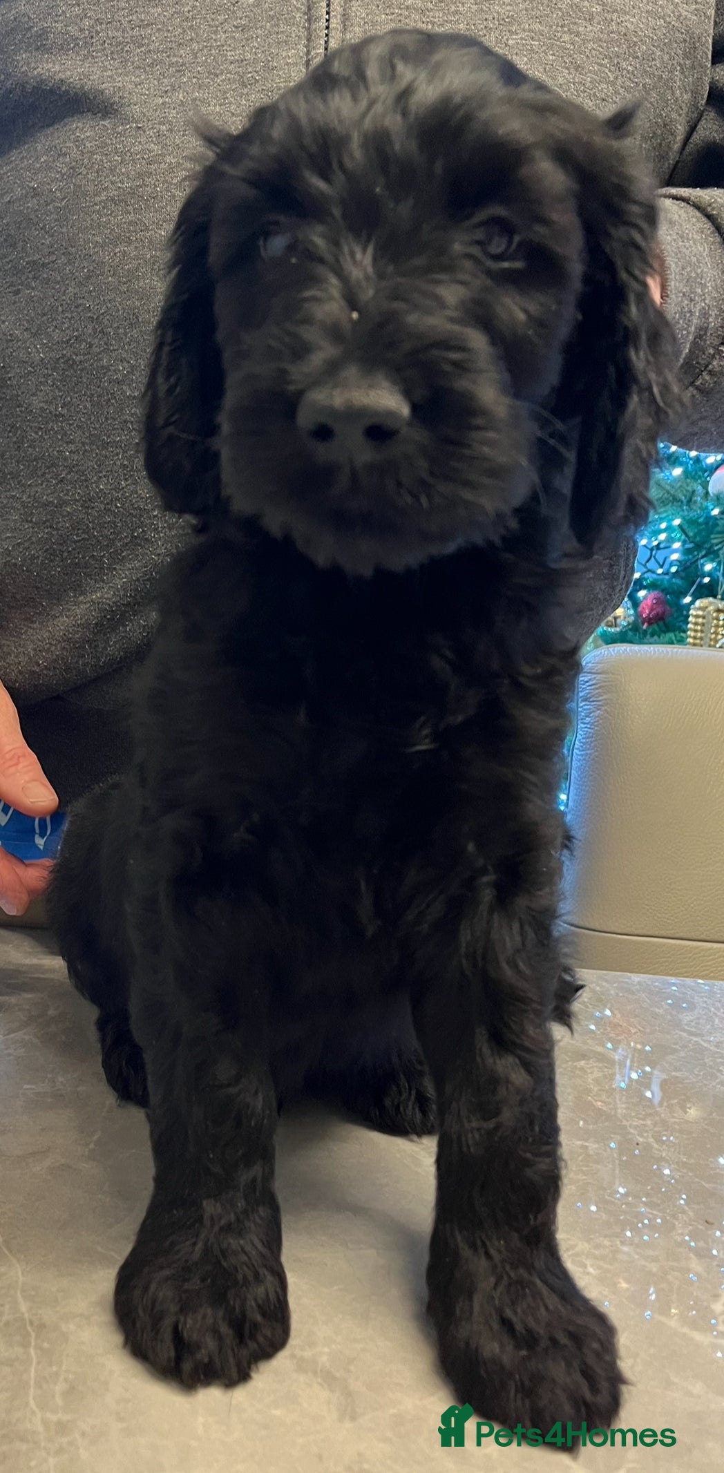 Mixed Breed dogs Beautiful Goldendoodle/Spangold Retriever Puppies - Advert 3