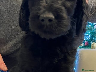 Mixed Breed dogs Beautiful Goldendoodle/Spangold Retriever Puppies - Advert 4