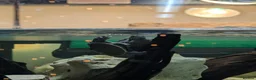 Turtle reptiles for sale: 2 Mississippi map turtles  in Bourne - Advert 2