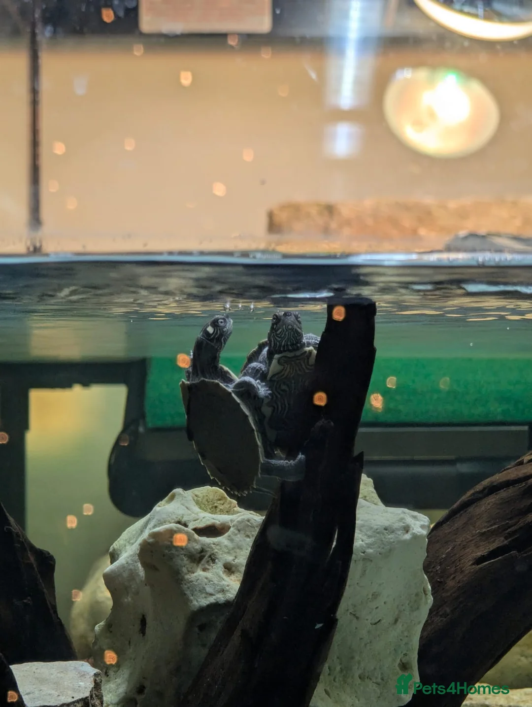 Turtle reptiles for sale: 2 Mississippi map turtles  in Bourne - Advert 2