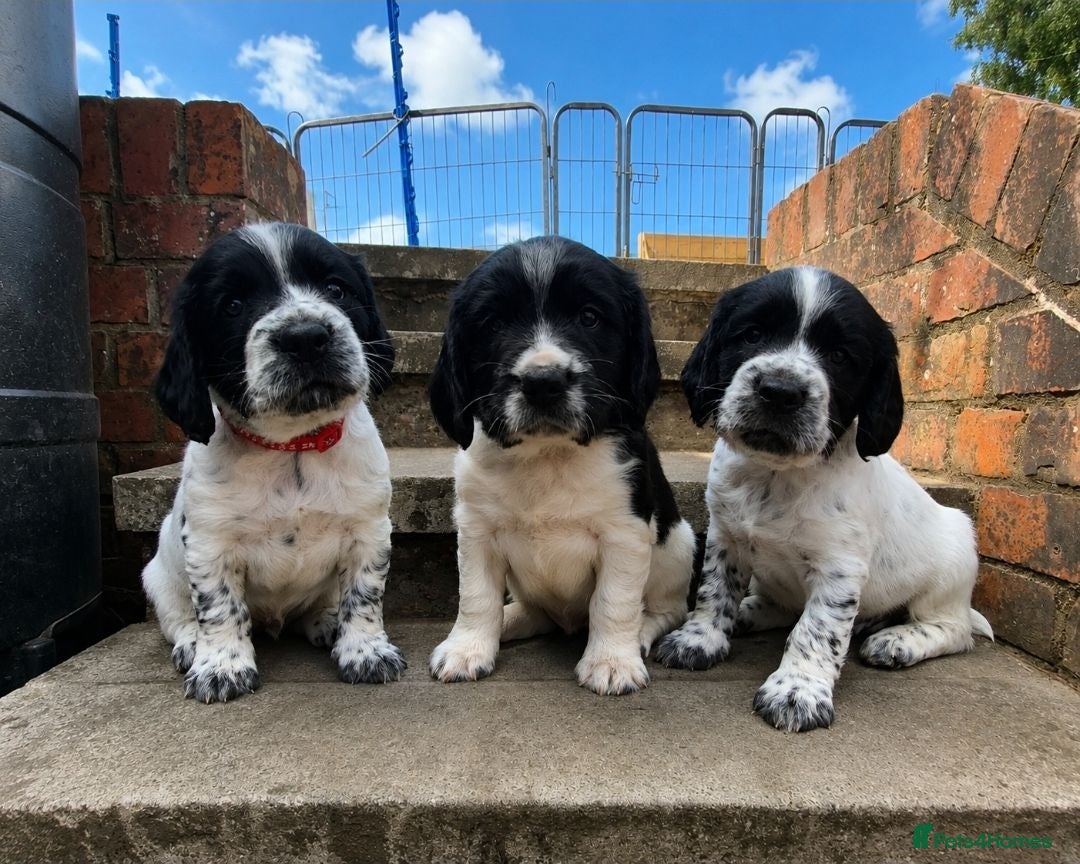 English Springer Spaniel dogs Working Springer Spaniel - Advert 5