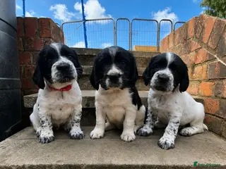 English Springer Spaniel dogs Working Springer Spaniel - Advert 5