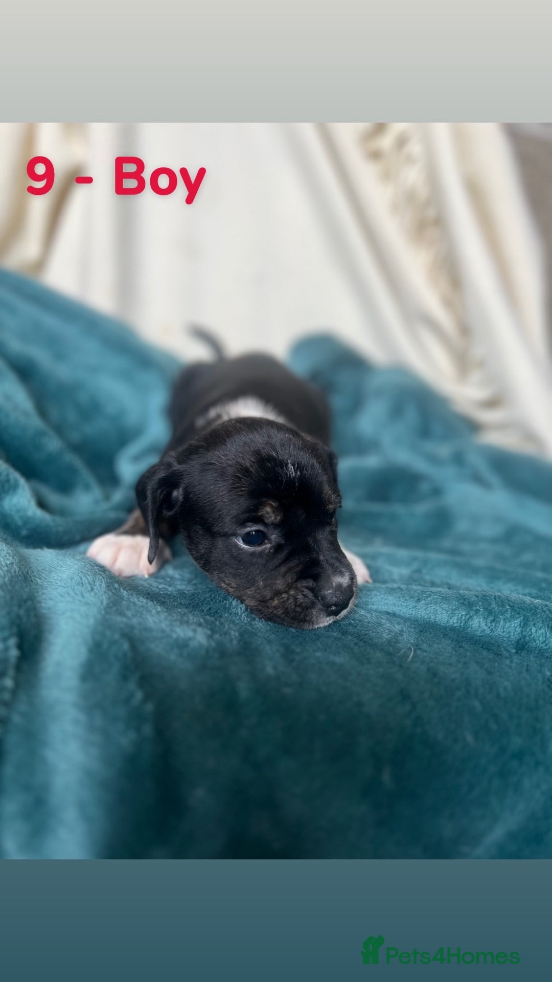 Mixed Breed dogs for sale: Old Tyme English Bulldog x Sproodle Puppies - Image 16