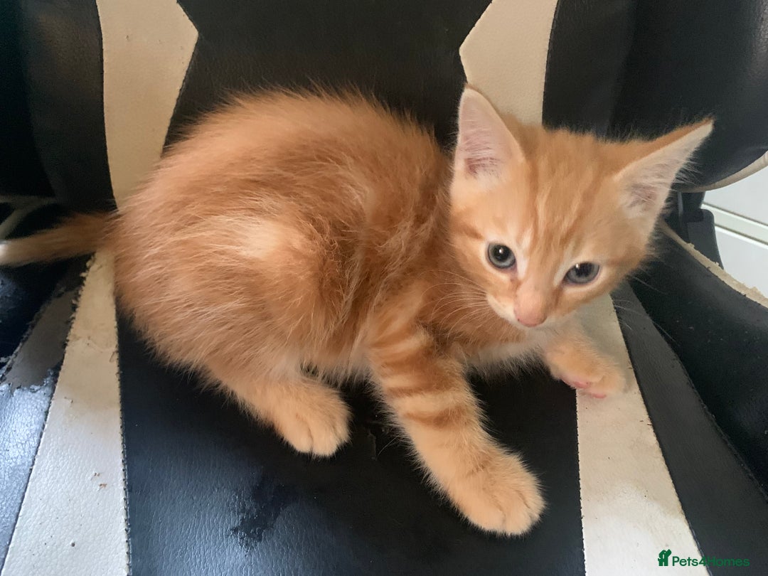 Mixed Breed cats for sale: Five Gorgeous Kittens available now ! - Image 14