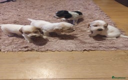 Cocker Spaniel dogs for sale: Show Type Cocker Spaniels - Image 5