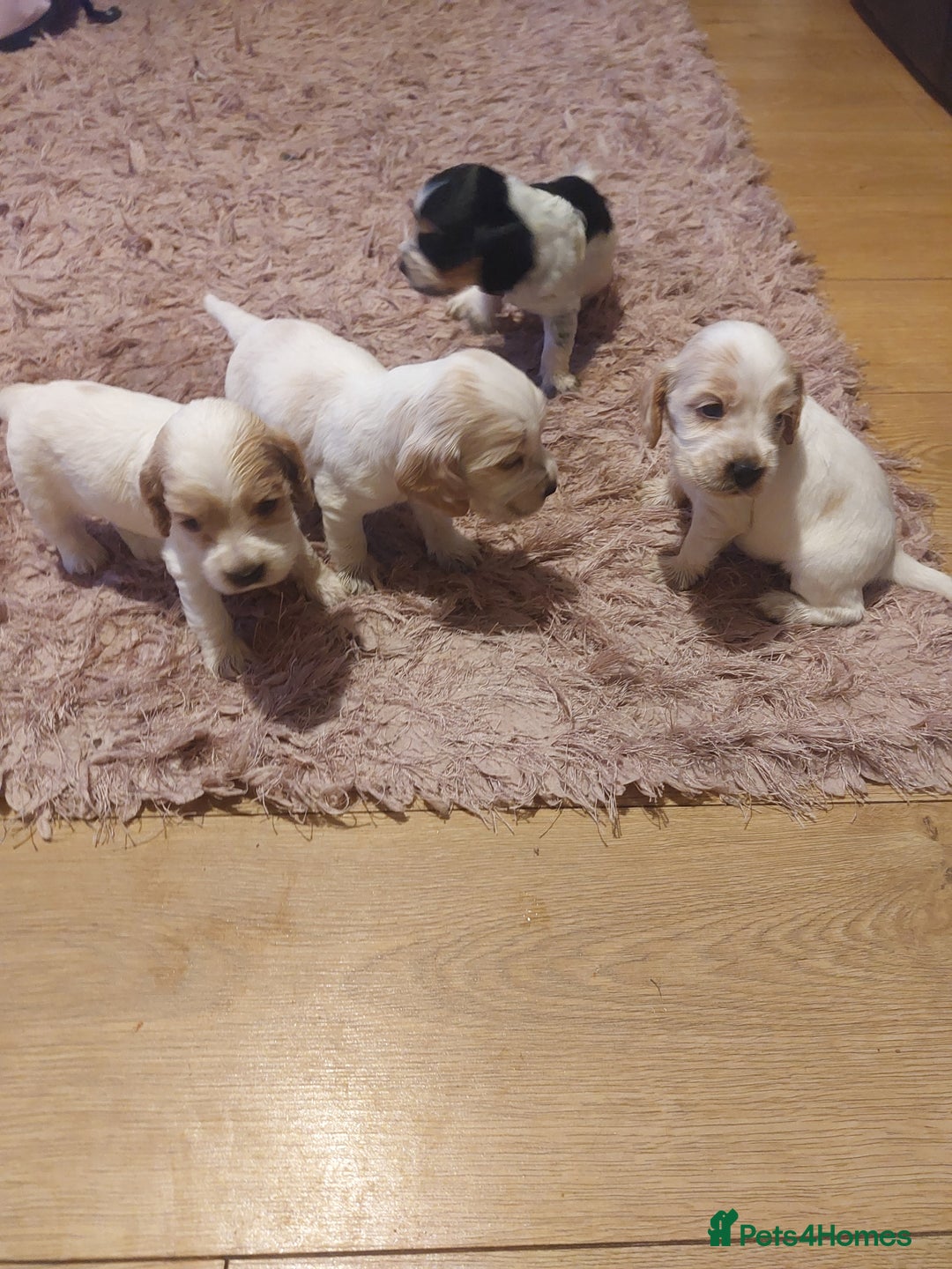 Cocker Spaniel dogs for sale: Show Type Cocker Spaniels - Image 5