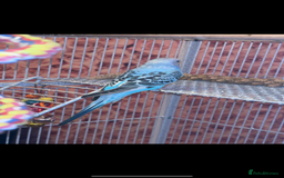 Parakeets birds for sale: Baby budgie boy named gizmo  - Image 1