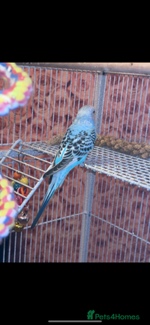 Parakeets birds - Advert 5