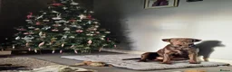 Labrador Retriever dogs for stud: Buddy - Advert 11