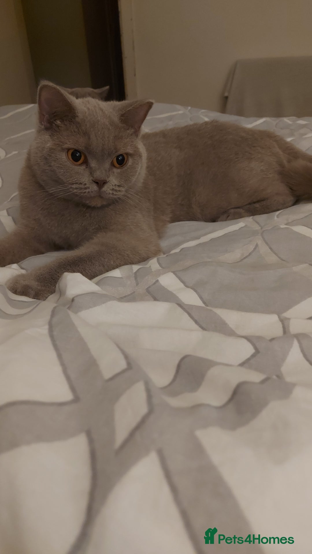 British Shorthair cats for sale: BSH ACTIVE REGISTERED LILAC FEMALE  - Advert 4