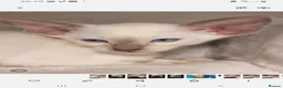 Oriental cats for sale: FULL Pedigree Oriental XL size ears GCCF - Advert 3