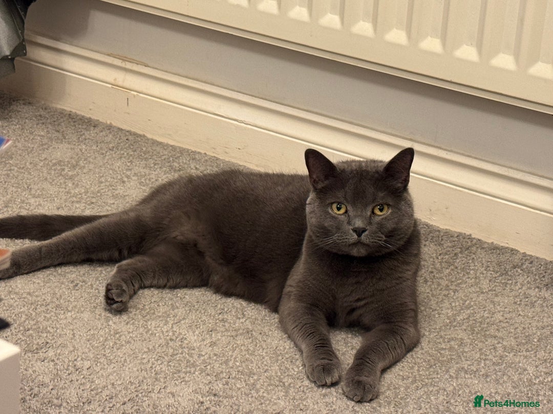 British Shorthair cats for sale: Miss CoCo  - Advert 4