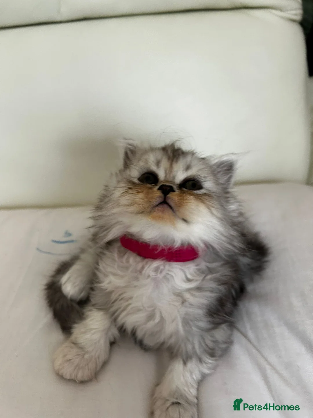 Persian cats for sale: Stunning Persian-Type Kittens - Advert 9