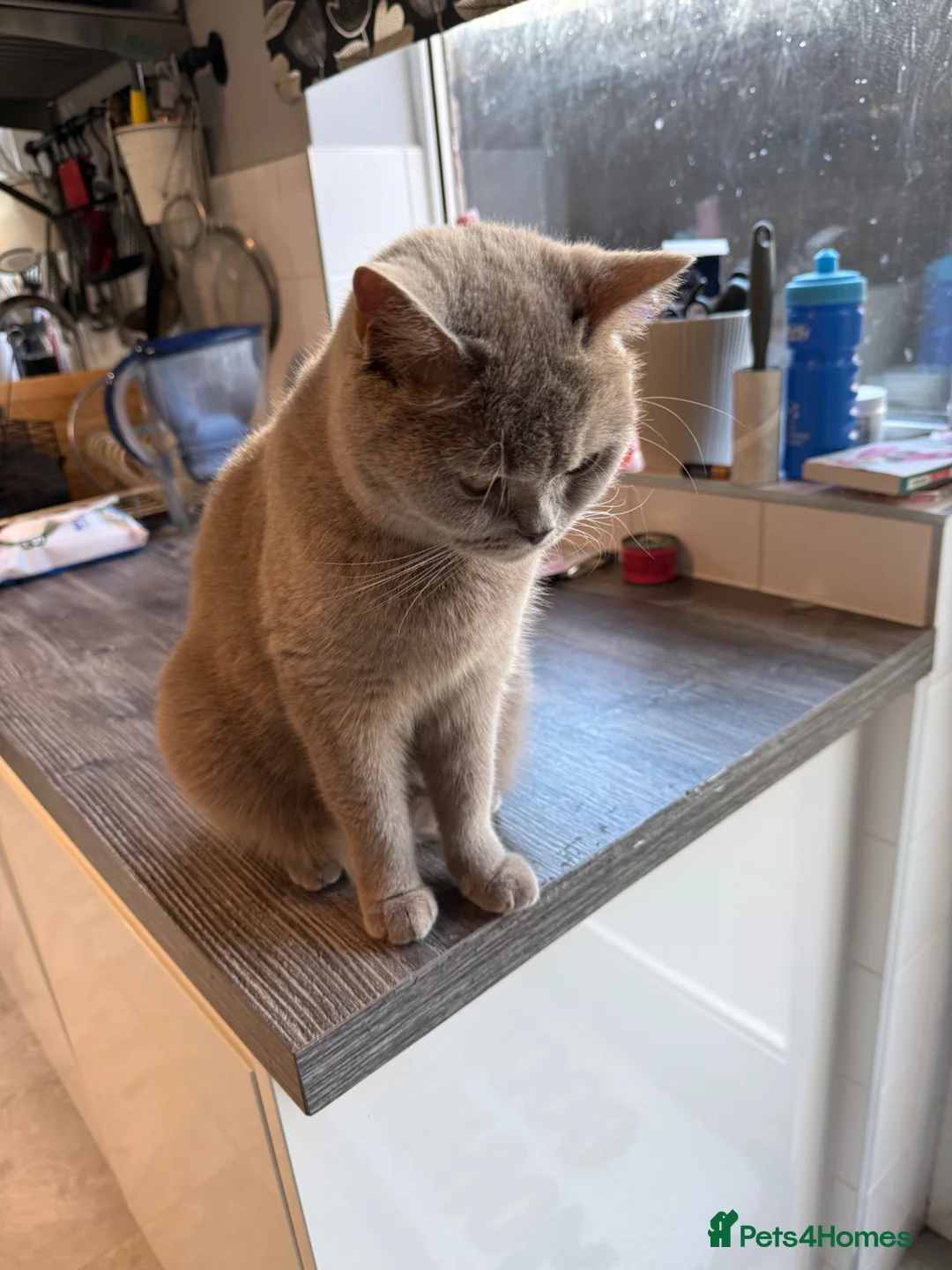 British Shorthair cats for sale: Beautiful lilac BSH GCCF - Advert 14