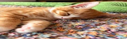 Maine Coon cats for sale: Maine Coon mixed kittens  - Advert 11