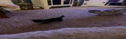 Persian cats for sale: Pretty playful friendly kittens - Advert 7
