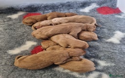 Hungarian Vizsla dogs for sale: Hungarian Vizsla x Fox Red Labrador Puppies - Image 15