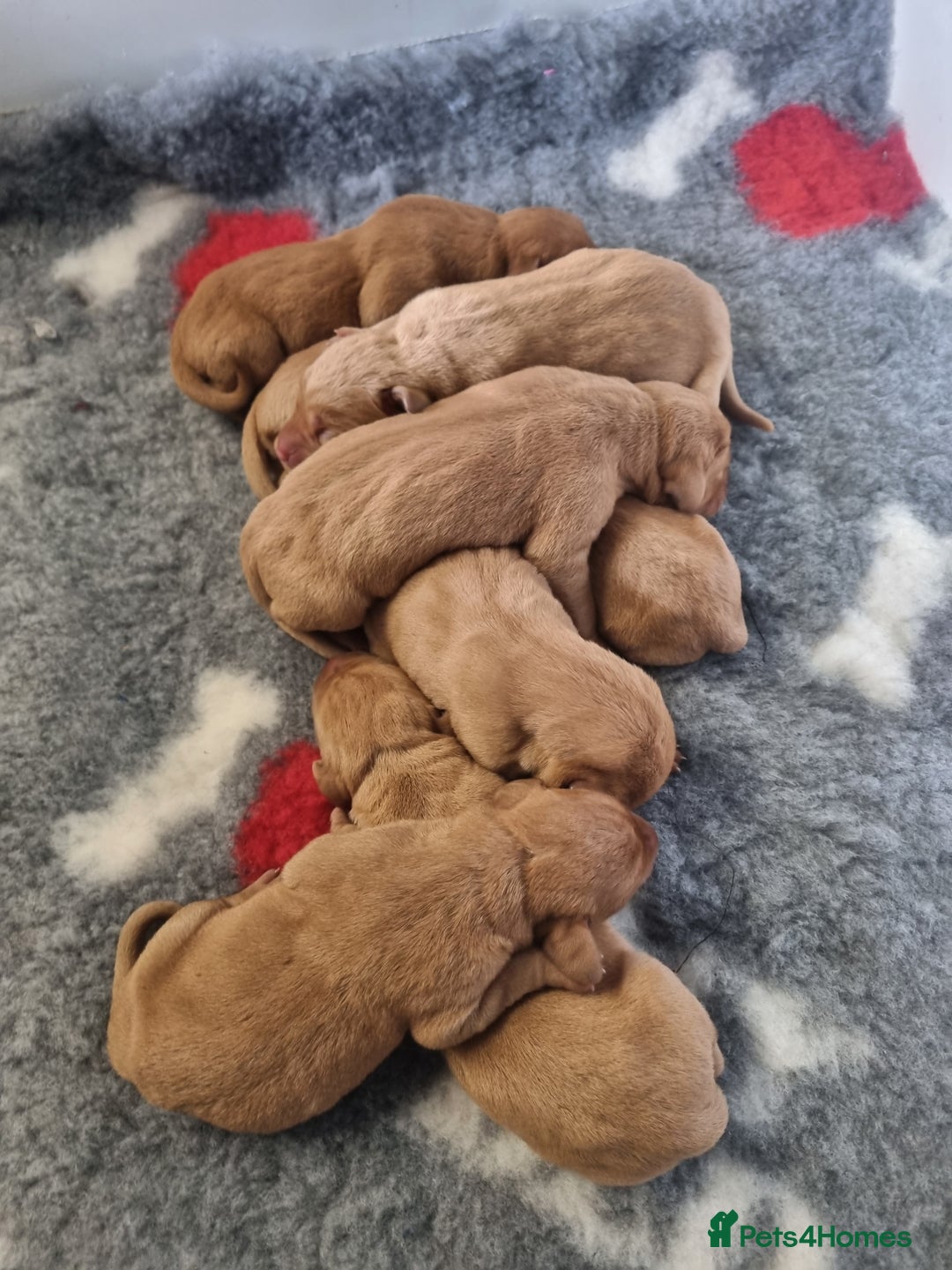 Hungarian Vizsla dogs for sale: Hungarian Vizsla x Fox Red Labrador Puppies - Image 15