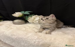 British Shorthair cats for sale: Silver Spotted Full Pedigree Registered BSH - Image 15
