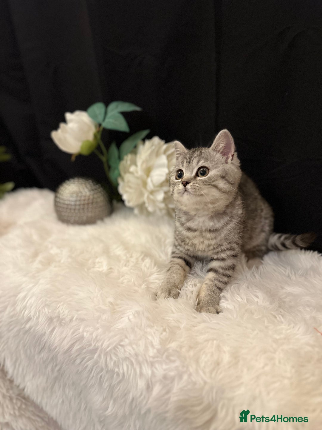 British Shorthair cats for sale: Silver Spotted Full Pedigree Registered BSH - Image 15