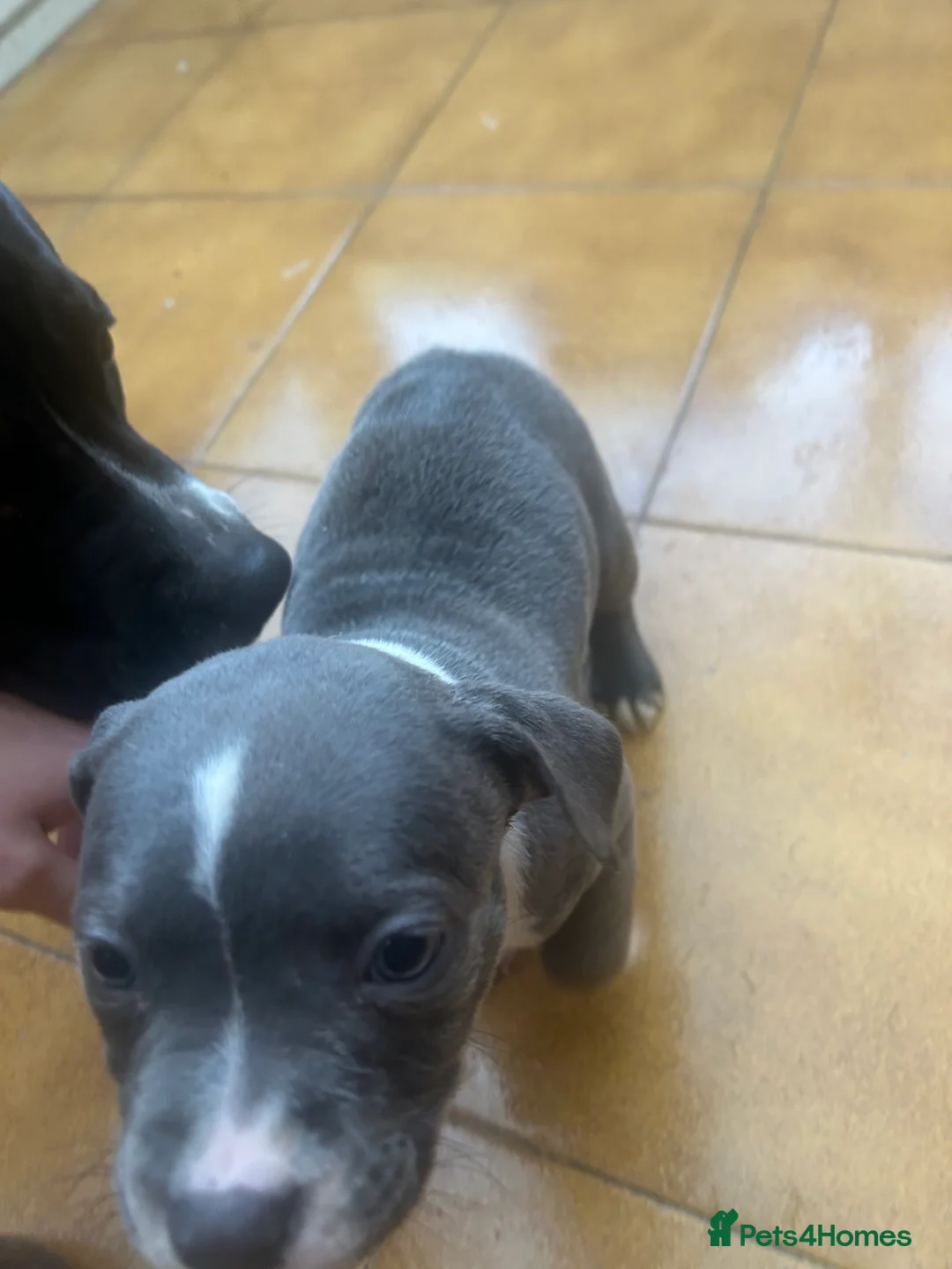 Staffordshire Bull Terrier dogs for sale: Adorable Blue-Eyed Grey Staffordshire Bull Terrier - Advert 8