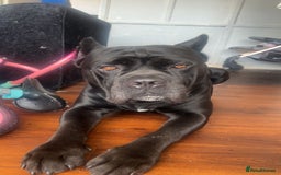 Mixed Breed dogs for sale: Alpha bulldog cane corso  - Image 1