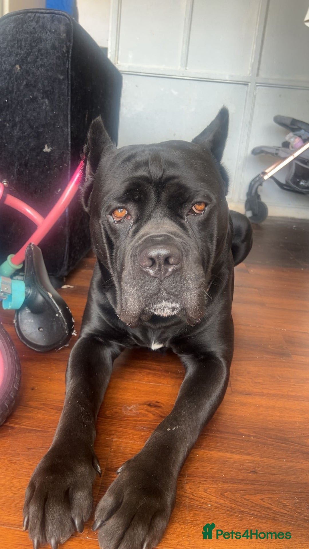 Mixed Breed dogs for sale: Alpha bulldog cane corso  - Image 1