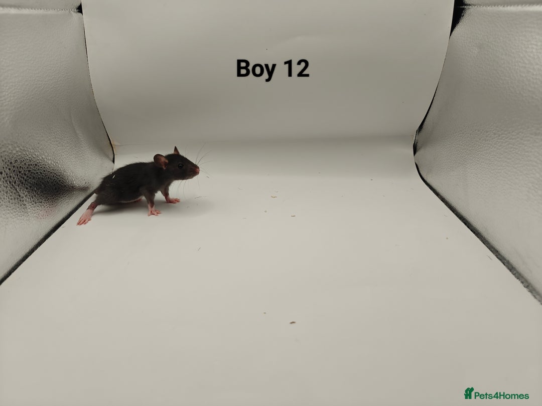Rat rodents for sale: JAN: 27 Rats (21 Rats: 10 Boys & 11 Girls Left) - Advert 13
