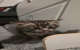 Mixed Breed cats for sale: 3 fluff balls looking for forever homes  - Image 13