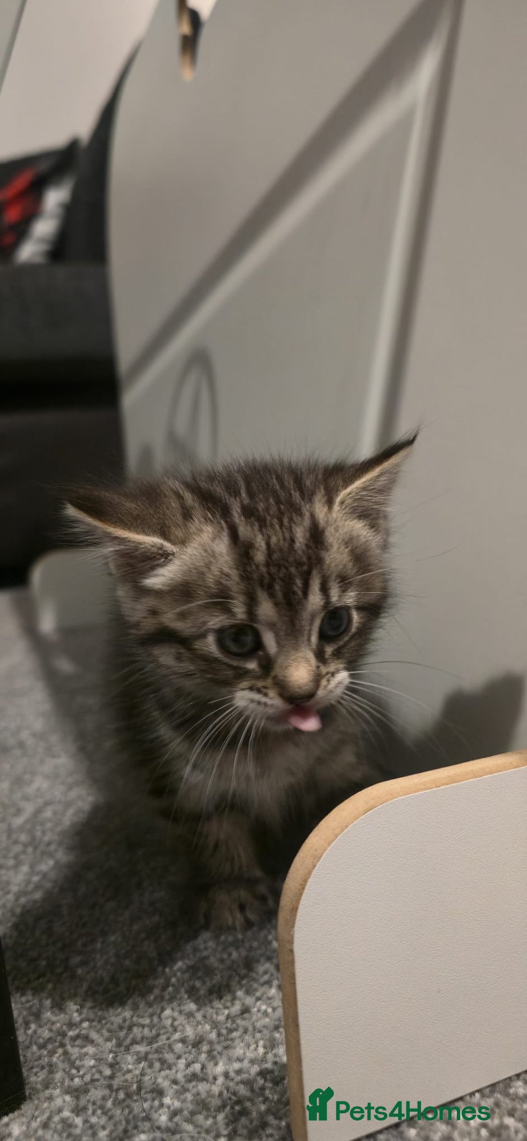 Mixed Breed cats for sale: 3 fluff balls looking for forever homes  - Image 13