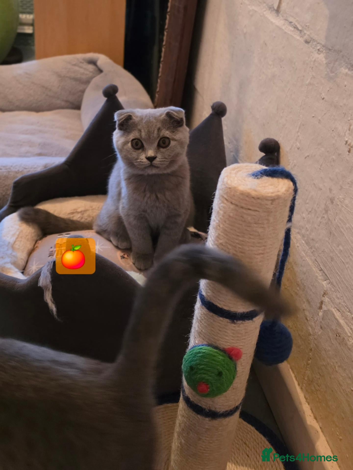 Scottish Fold cats 7 Scottish fold 😍beautiful  healthy kittens - Advert 2