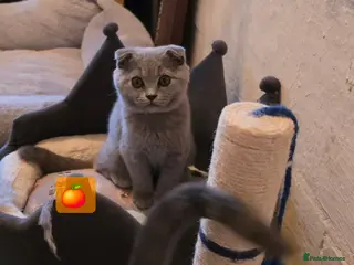 Scottish Fold cats 7 Scottish fold 😍beautiful healthy kittens - Advert 2