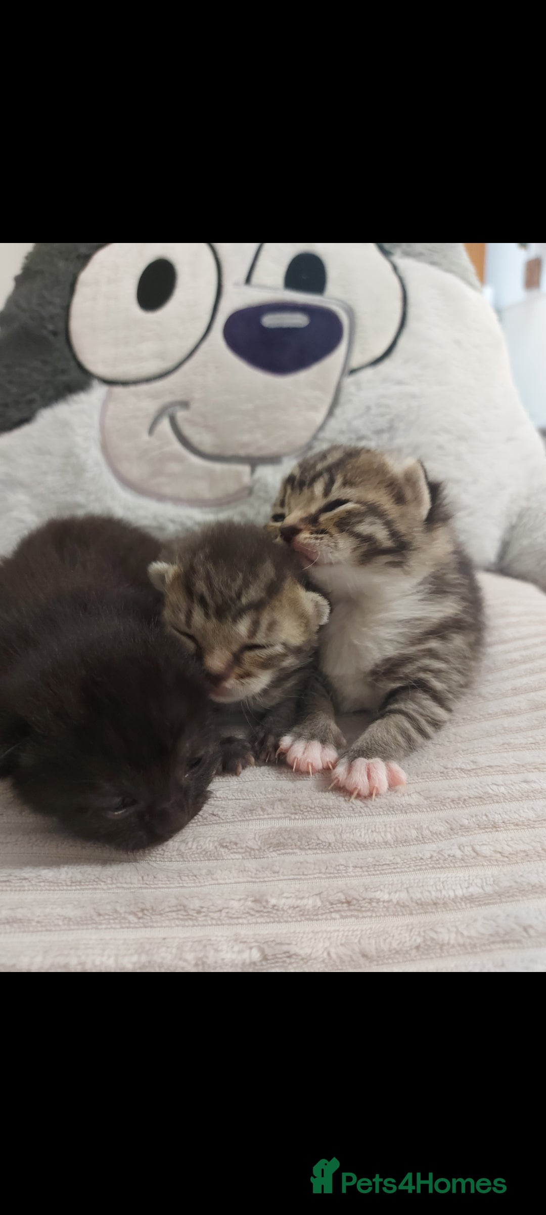 Mixed Breed cats for sale: Beautiful kittens 🥰 - Advert 29