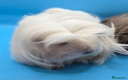 Guinea Pig rodents for sale: Sheltie/Coronet/Merino/Alpaca  GUINEA PIG "SOWS" - Image 3