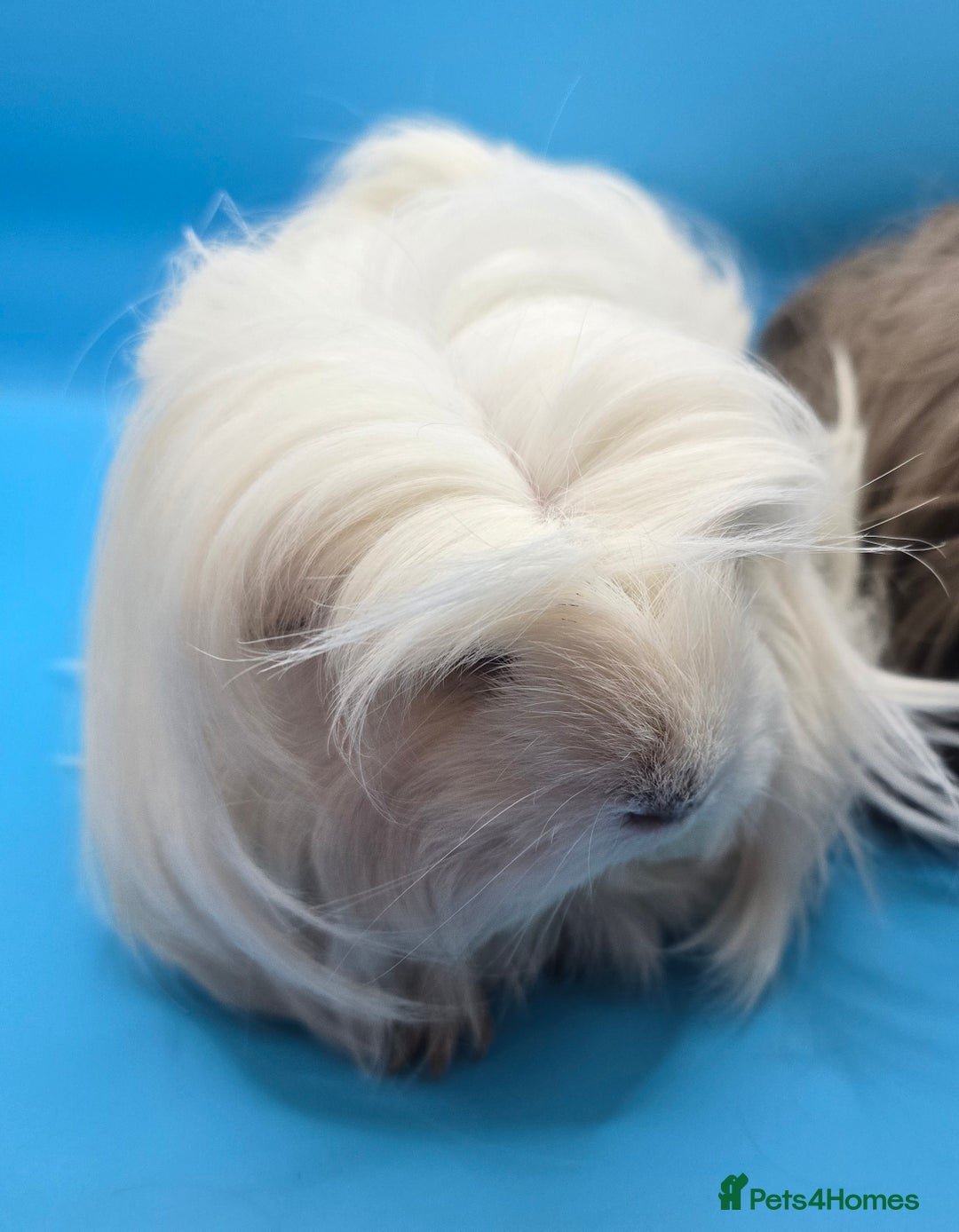Guinea Pig rodents for sale: Sheltie/Coronet/Merino/Alpaca  GUINEA PIG "SOWS" - Image 3