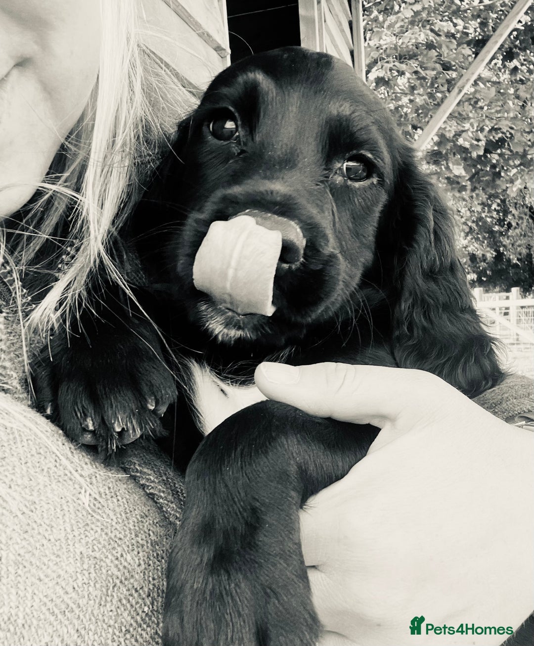 Sprocker dogs for sale: Adorable sprockers  - Image 35